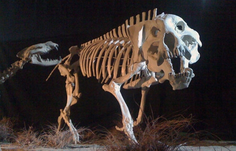 Prehistoric Predators II:  Entelodont NGCUS  - Ep Code: 3885