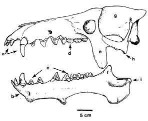 archaeotheriums dentadura