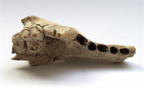 fosil perro mas antiguo(1)