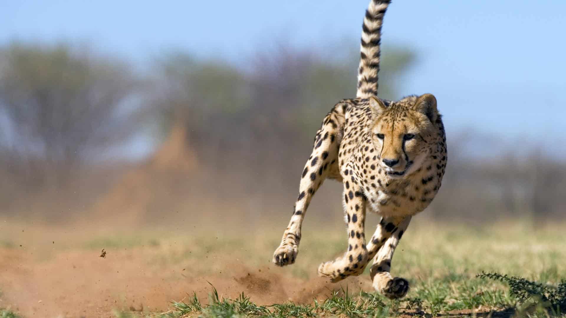 Por qué el guepardo es el animal más rápido
