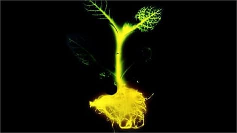 Crean la primera planta que emite luz por sí sola