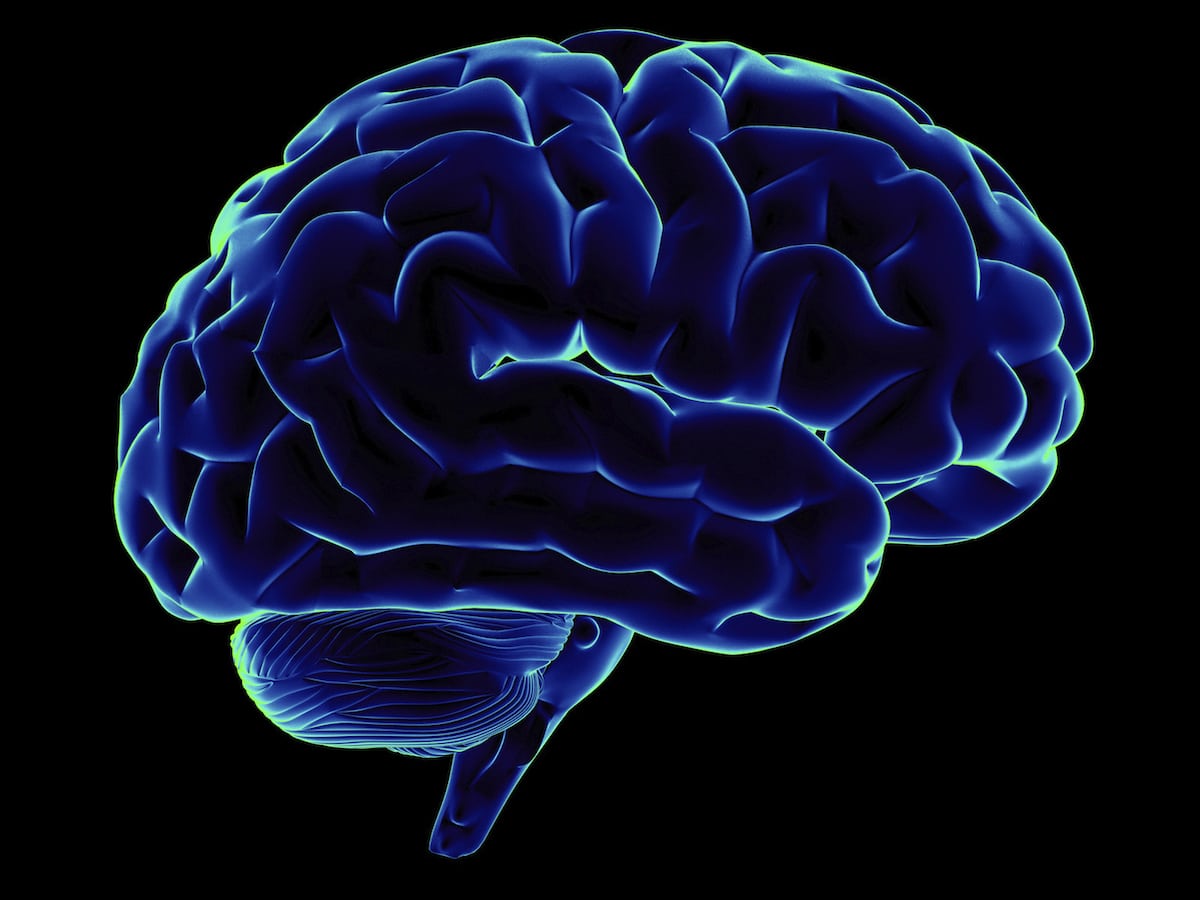 Curiosidades sobre el cerebro que no conocías