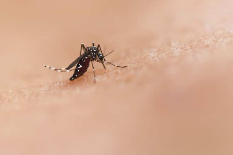 ¿Por qué a algunas personas les pican más los mosquitos que a otras?