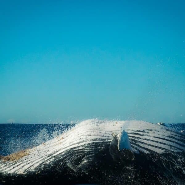 Google utiliza inteligencia artificial para descifrar el lenguaje de las ballenas