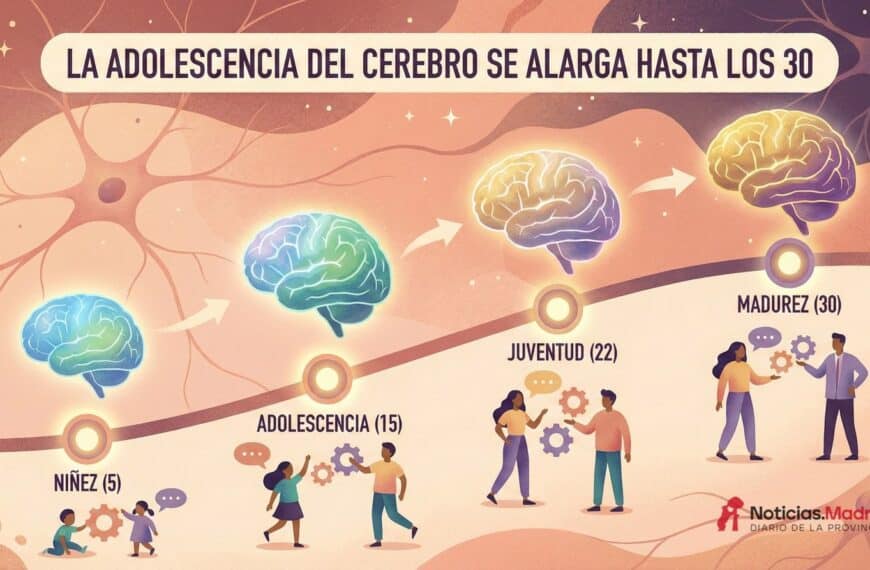 La “adolescencia” del cerebro se alarga hasta la treintena: un mapa en cuatro hitos que cambia cómo entendemos el desarrollo humano